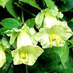(B) Cathedral Bells seeds (5seeds) (412037)