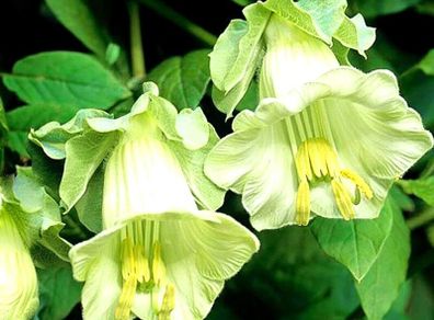 (B) Cathedral Bells seeds (5seeds) (412037)
