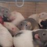 pet baby rats Image 2