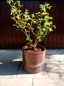 Rose Bush (Light Purple)