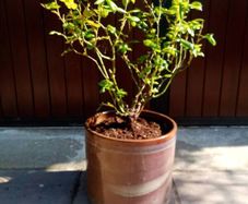 Rose Bush (Light Purple)