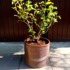 Rose Bush (Light Purple)