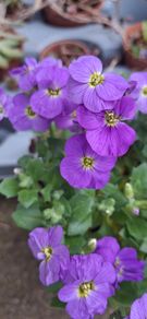 Aubrieta Blue