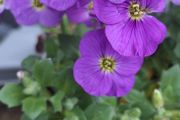 Aubrieta Blue