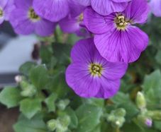 Aubrieta Blue