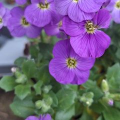 Aubrieta Blue