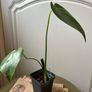 Monstera Deliciosa Image 5