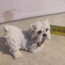 Dog Figure Ornament Figurine West Highland Terrier Figure Statue Image 6