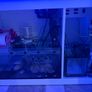 Red Sea aquarium 350 Image 3