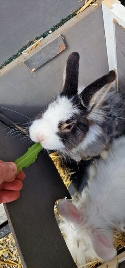 2 male bunnies almost 4 months old