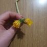RARE 2 headed dandelion (may be shriveld up because its a flower) Image 3