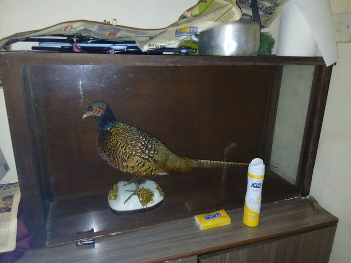 Taxidermy Pheasant Mount  Excellent Condition