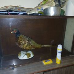 Taxidermy Pheasant Mount  Excellent Condition