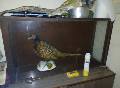 Taxidermy Pheasant Mount  Excellent Condition