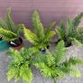 large ornamental ferns - dryopteris wallichiana Image 3