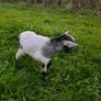 Pygmy Goats Image 6