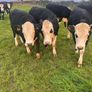 20 White head heifers Image 8