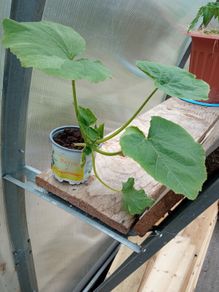 squash plant