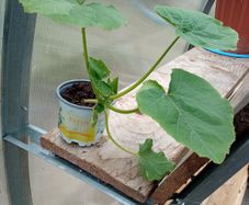 squash plant