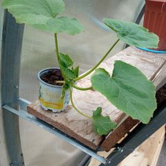 squash plant