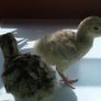 chicks and ducklings Image 4