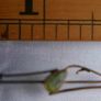 Vintage Edwardian 9ct Gold Bar Brooch With Ametyst 1.7g And Box Image 10