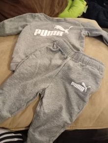 Baby Puma