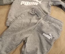 Baby Puma