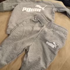 Baby Puma