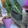plant Image 4