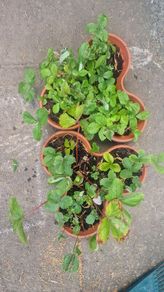 strawberries
