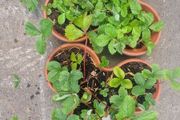 strawberries