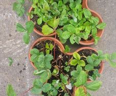 strawberries