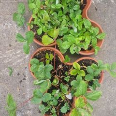 strawberries