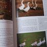 How To Raise Poultry / Christine Heinrichs / 2009 Image 8