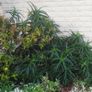 Aloe Striatula artic jungle Image 3