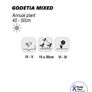 (G) Godetia Mix seeds 1g (184755) Image 2