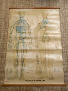 Mid century linen anatomical chart