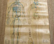 Mid century linen anatomical chart