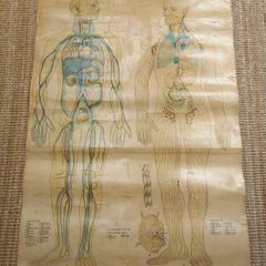 Mid century linen anatomical chart