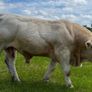 Pedigree Charolais Bulls Image 9
