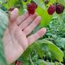 Raspberry canes in large pots Image 3