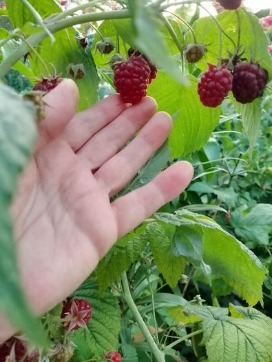 Raspberry canes in large pots