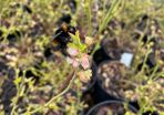 Medium Bush Blueberry 2l pot available in September