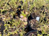 Medium Bush Blueberry 2l pot available in September