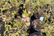 Medium Bush Blueberry 2l pot available in September