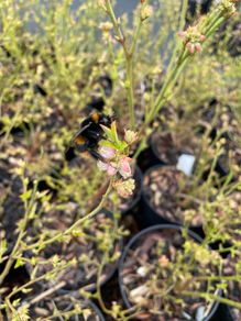 Medium Bush Blueberry 2l pot available in September