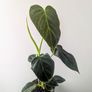 Philadendron Melano Plant Image 2