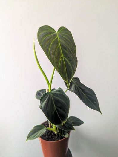 Philadendron Melano Plant