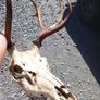 red stag Image 2